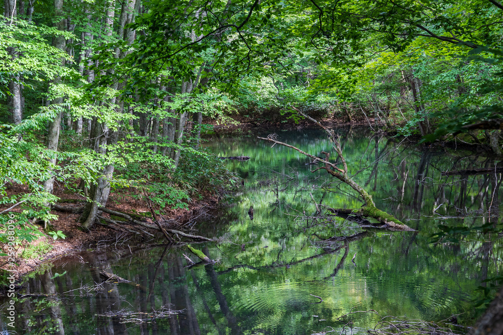 Early summer of Aomori Prefecture Hakkoda Early summer of Aomori Prefecture Hakkoda