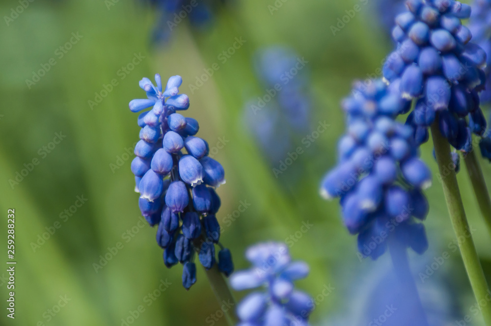 closeup of muscari blue flowers in a public garden closeup of muscari blue flowers in a public garden