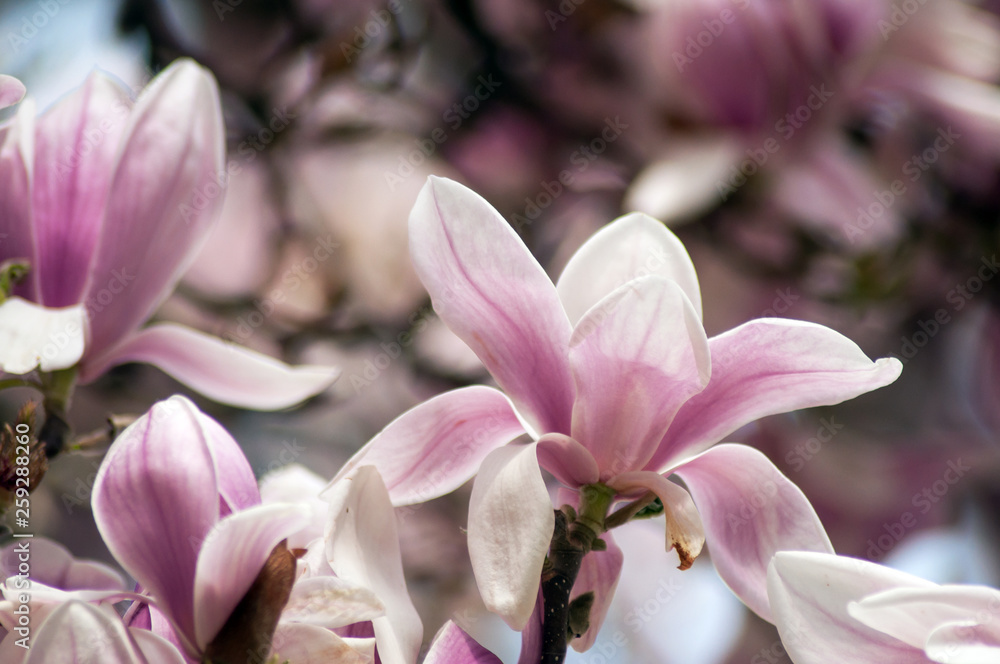 closeup of magnolia pink flowers at spring closeup of magnolia pink flowers at spring