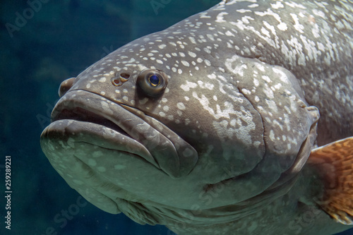 Giant grouper portrait photo