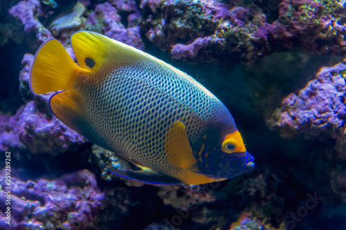 Coral reef fish © PRILL Mediendesign