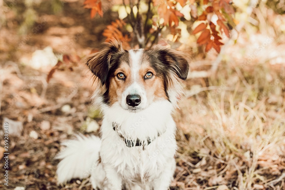 Simba Autumn Simba Autumn
