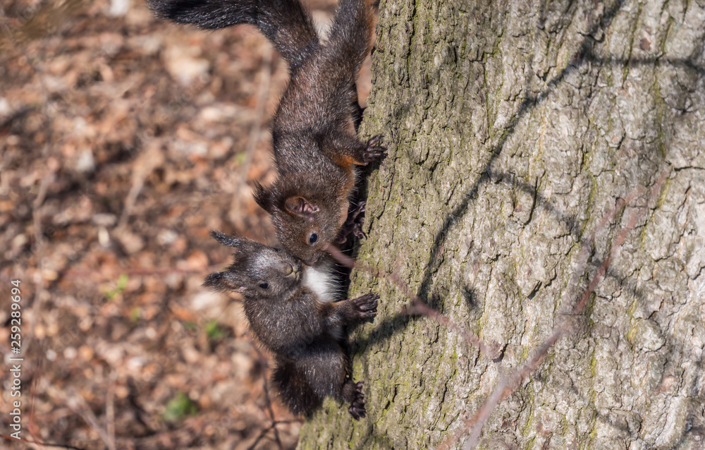 Zwei süße kleine Eichhörnchen Zwei süße kleine Eichhörnchen