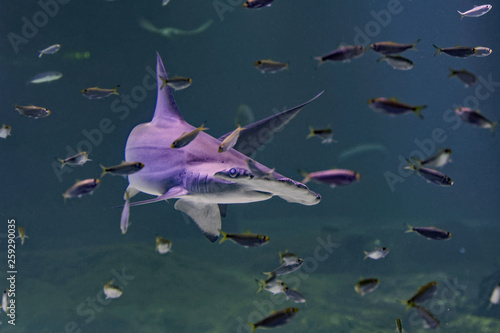 Requin marteau en aquarium à Nausicaa