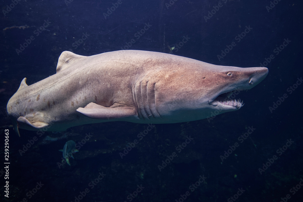Fototapeta premium Requin bulldog à Nausicaa