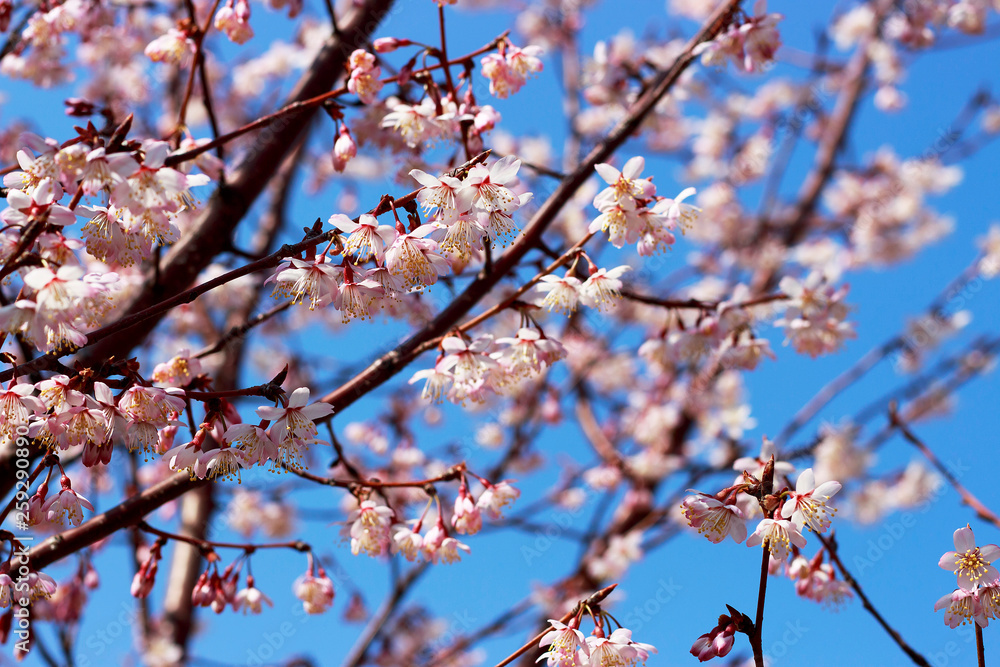 Sakura branches against the blue sky. Spring background Sakura branches against the blue sky. Spring background