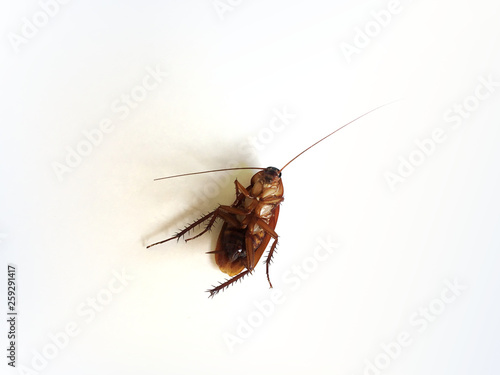 Cockroach upturned isolated on white background