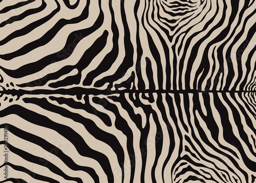 Zebra pattern design. Zebra print vector illustration background. wildlife fur skin design illustration. For web, home decor, fashion, surface design