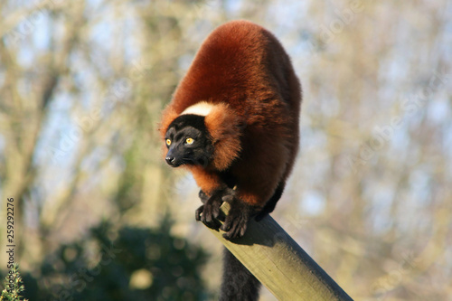 Red ruffed lemur
