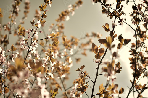 Pink spring flowers © Mihai