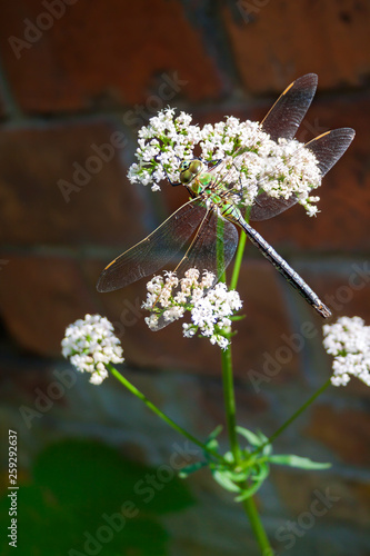 Green dragonfly sitting on blooming common Valerian (Valeriana officinalis)