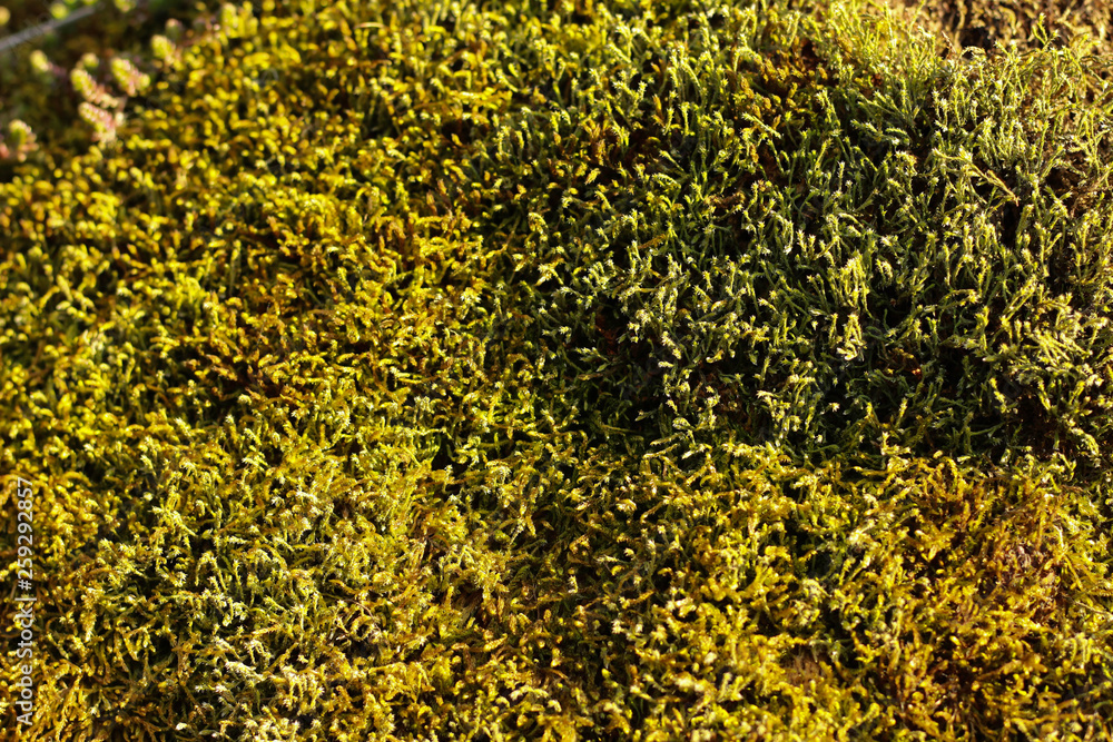 stone background and green moss stone background and green moss