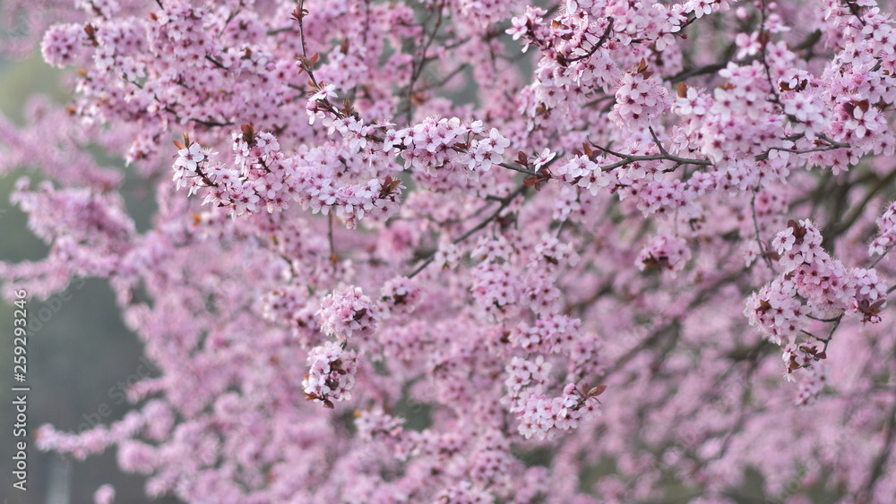 Pink spring flowers