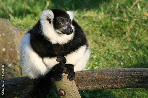 Black-and-white ruffed lemur