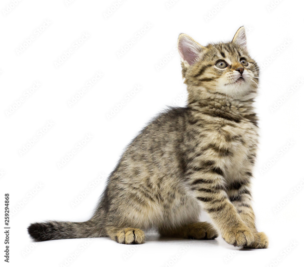 Cute baby tabby kitten sitting isolated on white background. Kid animals and adorable cats concept
