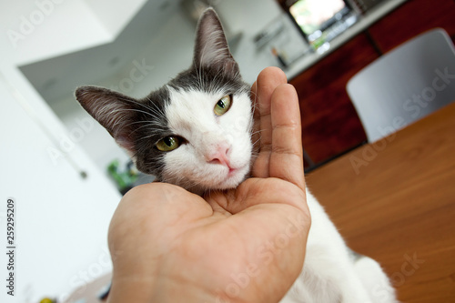 cat in my room