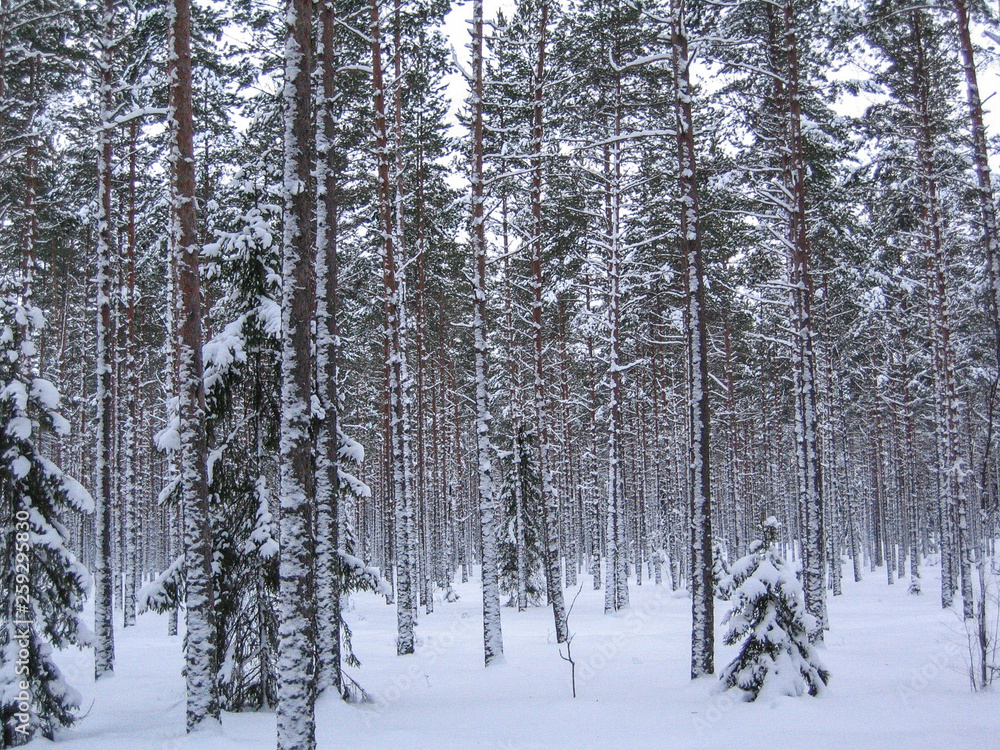 Gavle, Sweden Pine forest in the snow Gavle, Sweden Pine forest in the snow