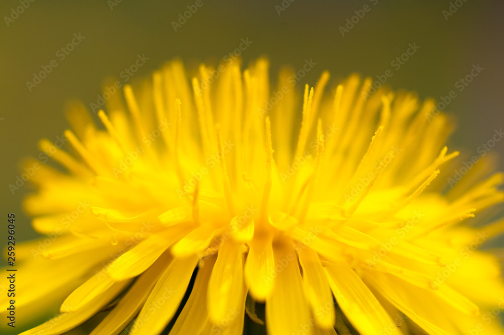 Blumen Blumen