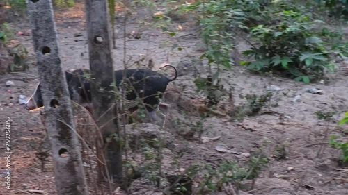 Wallpaper Mural Indian wild pig walking  Torontodigital.ca