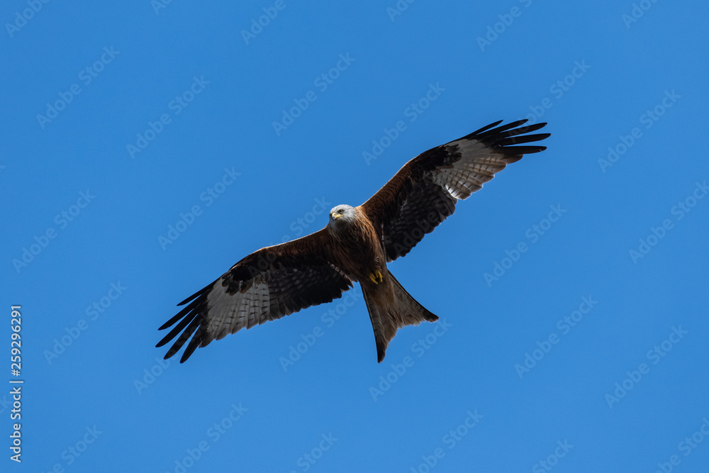 Red kite (Milvus milvus) bird of prey Red kite (Milvus milvus) bird of prey