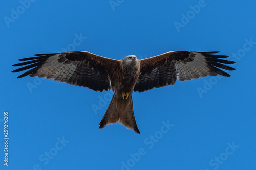 Red kite  Milvus milvus  bird of prey