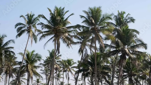 Wallpaper Mural Coconut Palm trees in India, Goa.  Torontodigital.ca