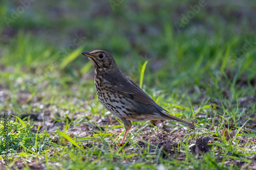 Song thrush (Turdus philomelos)