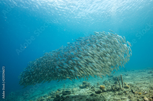 Bait ball in coral reef of Caribbean Sea around Curacao at dive site Playa Grandi