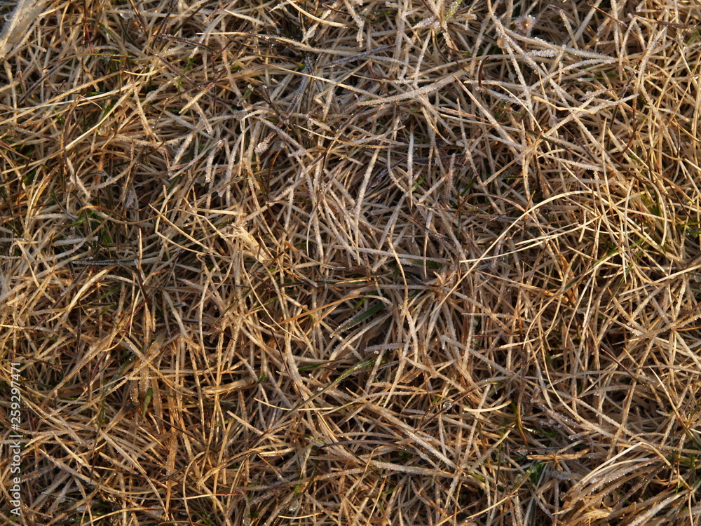 background of grass background of grass