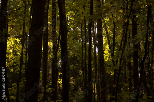 forest in autumn © Анастасия Огнева