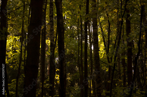 forest in autumn