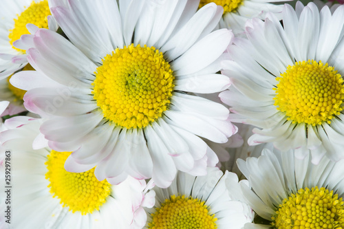 White daisies