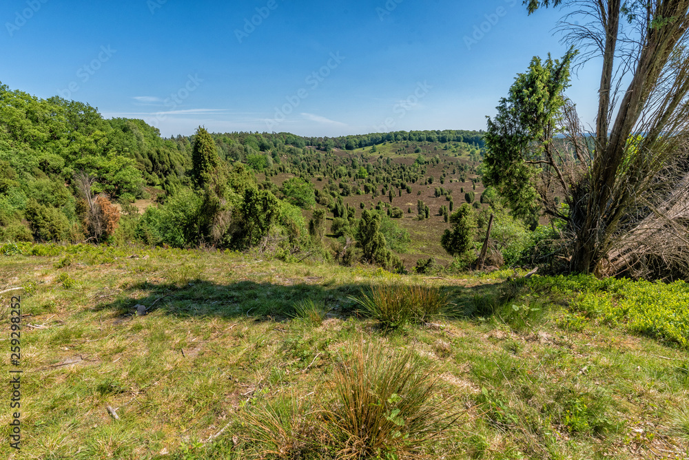 Landscape Luenburger heide northern Germany Landscape Luenburger heide northern Germany