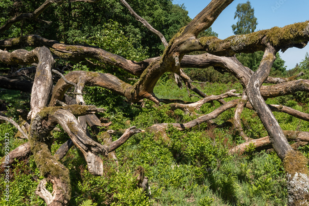 Landscape Luenburger heide northern Germany Landscape Luenburger heide northern Germany