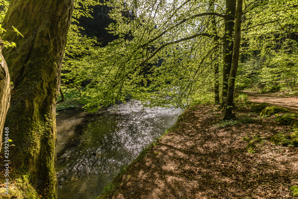 Fototapeta premium National park Elbsandsteingebirge Germany