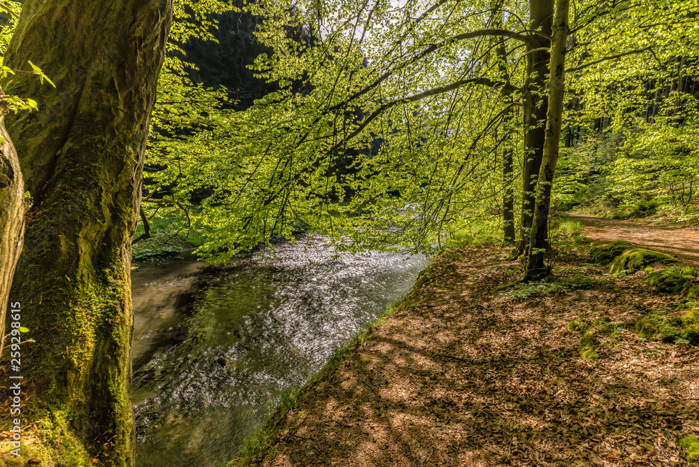 Obraz premium National park Elbsandsteingebirge Germany