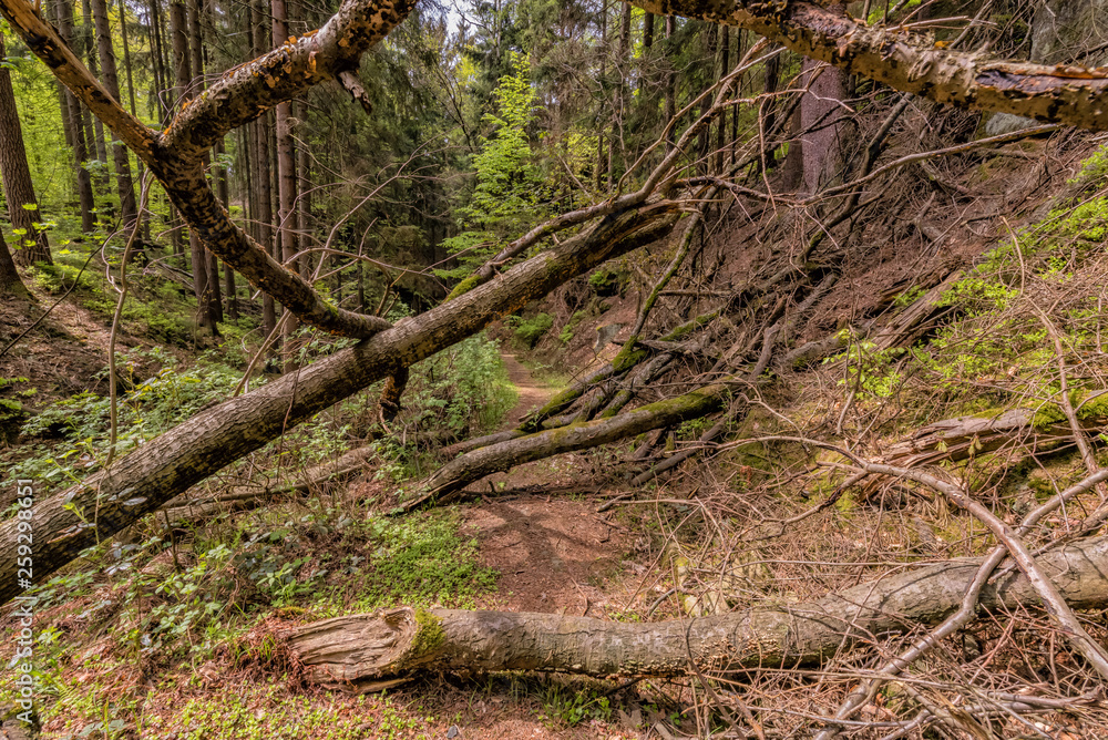 National park Elbsandsteingebirge Germany National park Elbsandsteingebirge Germany