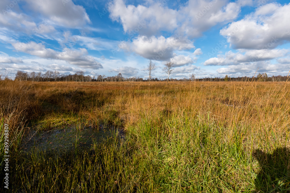 Fototapeta premium Moor landscape northern germany