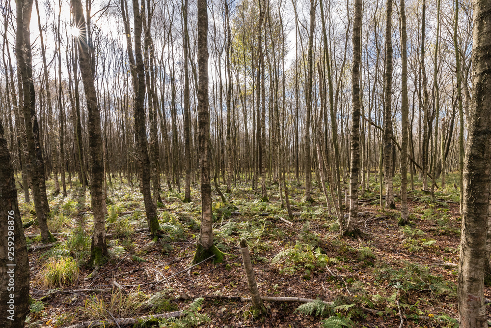 Obraz premium Moor landscape northern germany