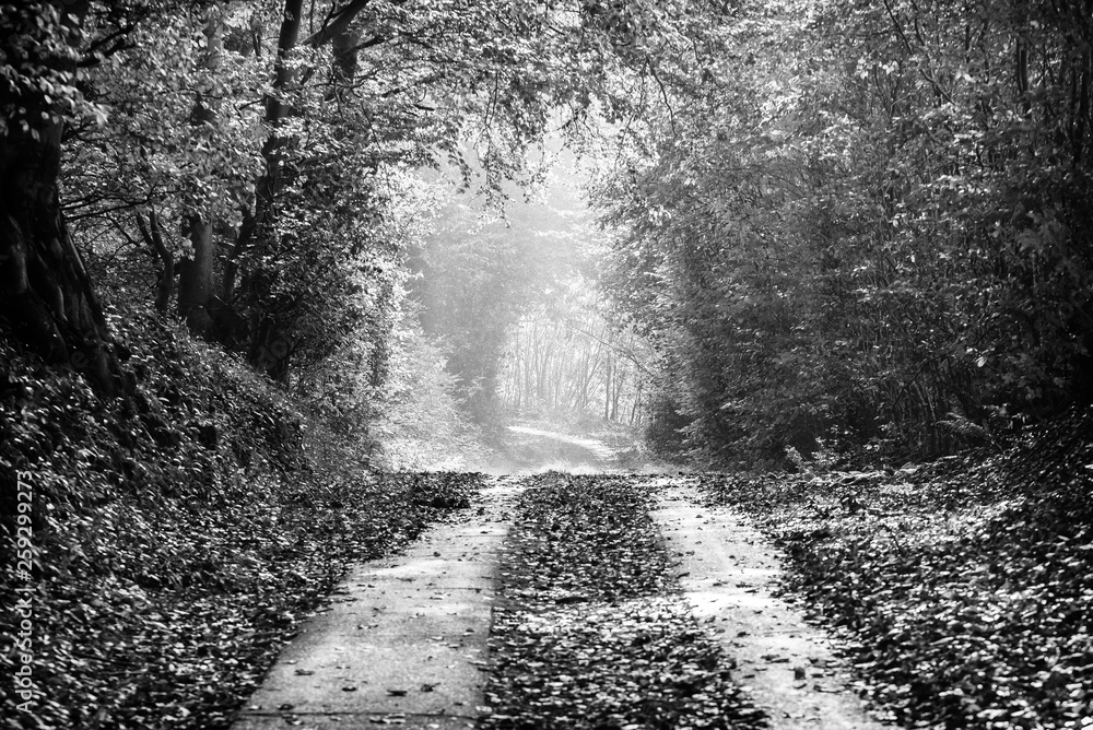 Naklejka premium Autum landscape northern germany
