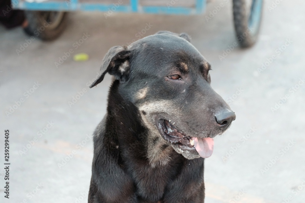 Black Thai dog sitting on the ground floor at the market place with a tongue out and blurred a vehicle wheel Black Thai dog sitting on the ground floor at the market place with a tongue out and blurred a vehicle wheel