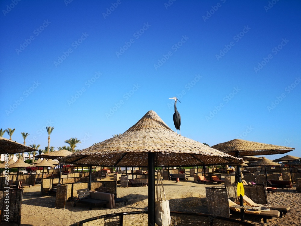 Reiher auf Strandhütchen in Ägypten