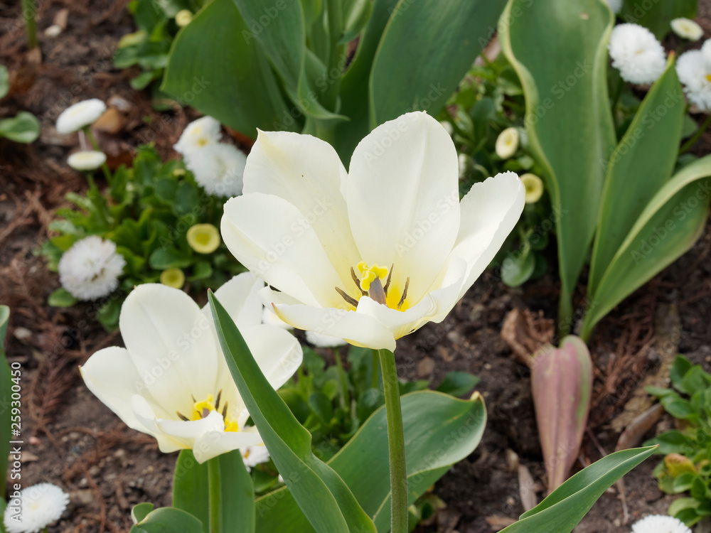 Tulipe fosteriana 'Tulipa Exotic Emperor'