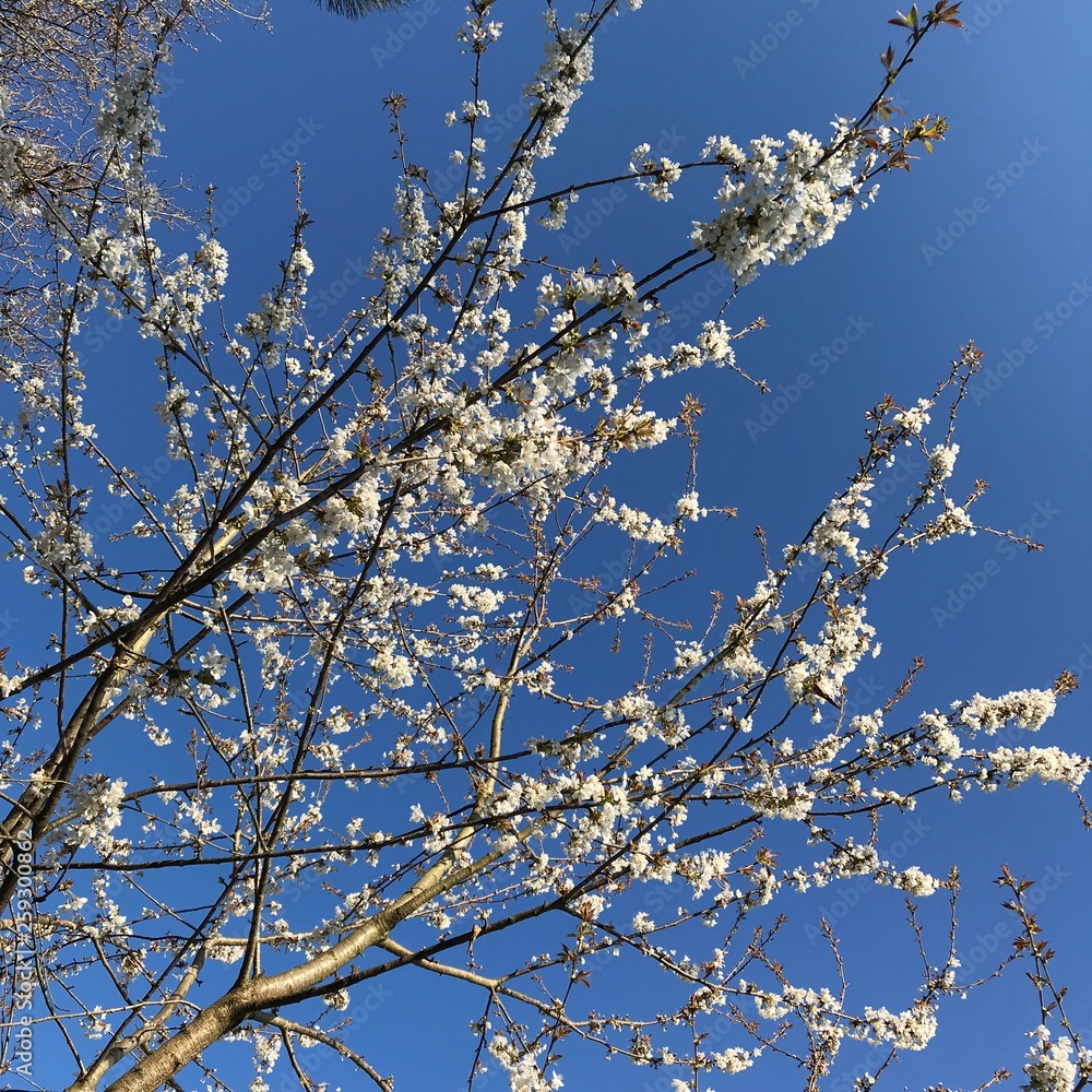 Cherry blossom in early Spring
