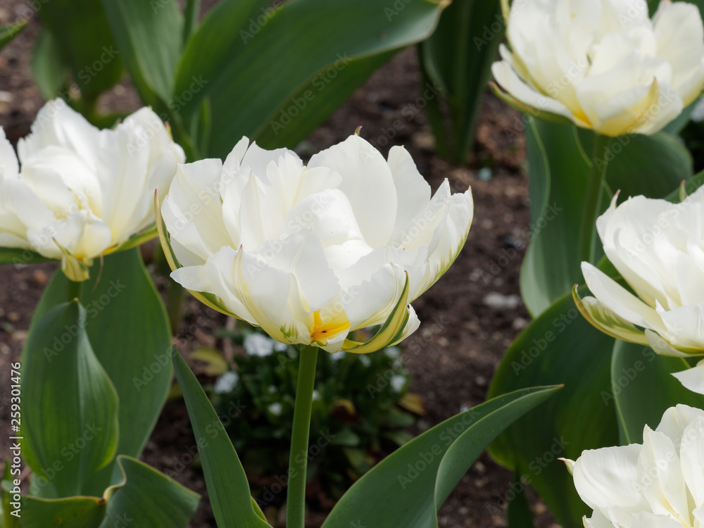 Tulipe fosteriana 'Tulipa Exotic Emperor', élégante fleur de couleur blanche entourées de plumes vertes sur de hautes tiges Tulipe fosteriana 'Tulipa Exotic Emperor', élégante fleur de couleur blanche entourées de plumes vertes sur de hautes tiges