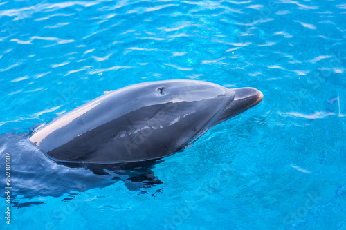 Dolphin in a blue water