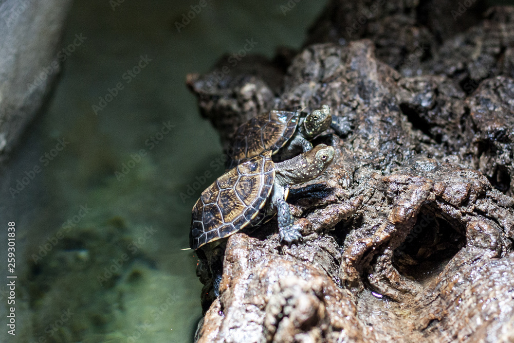 The turtle slowly reaches its goal. Concept is the passing time, slowness. The turtle slowly reaches its goal. Concept is the passing time, slowness.