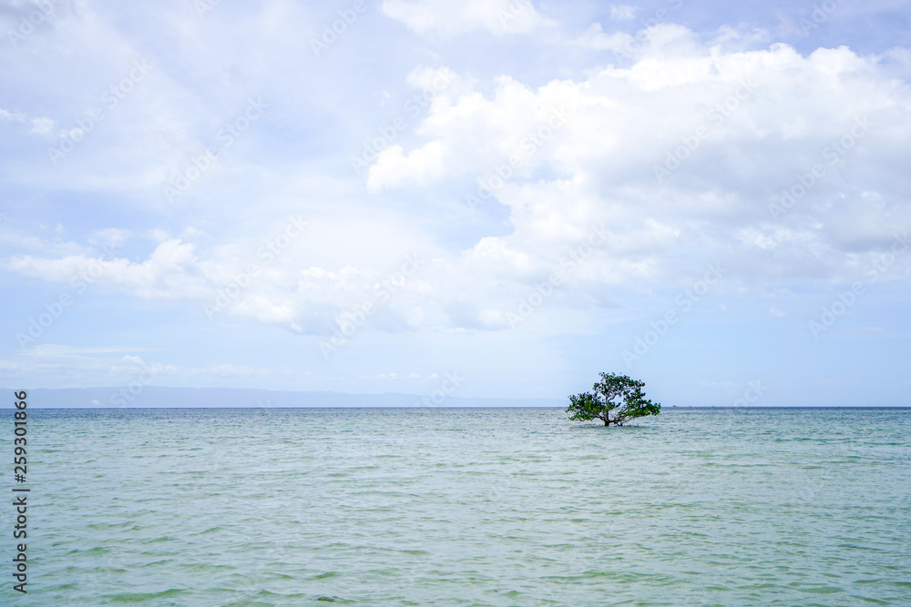 A tree growing on the sea