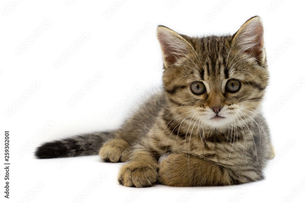 Portrait of cute baby tabby kitten isolated on white background. Kid animals and adorable cats concept