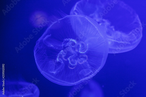 A glowing blue jellyfish against a deep blue background.